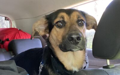 What Is a Pet Taxi Service, and When Should You Use One?
