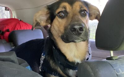 What Is a Pet Taxi Service, and When Should You Use One?