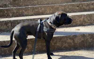 Why Keeping Your Dogs on a Leash Matters on the Trail
