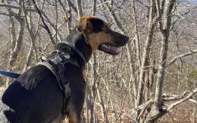 5 Best Dog-Friendly Hiking Trails Near North Garden VA