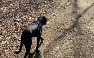 Dog-Friendly Trails in Nelson County (Plus Trail Tips for Happy Paws)