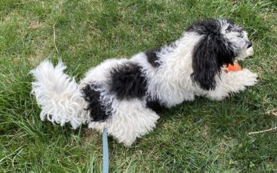 Preparing Your Dog for a Walker: A Stress-Free Guide for Pet Parents
