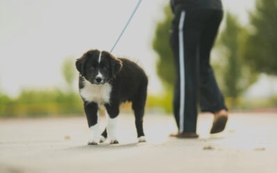 Why Dog Walking Is About More Than Just Exercise