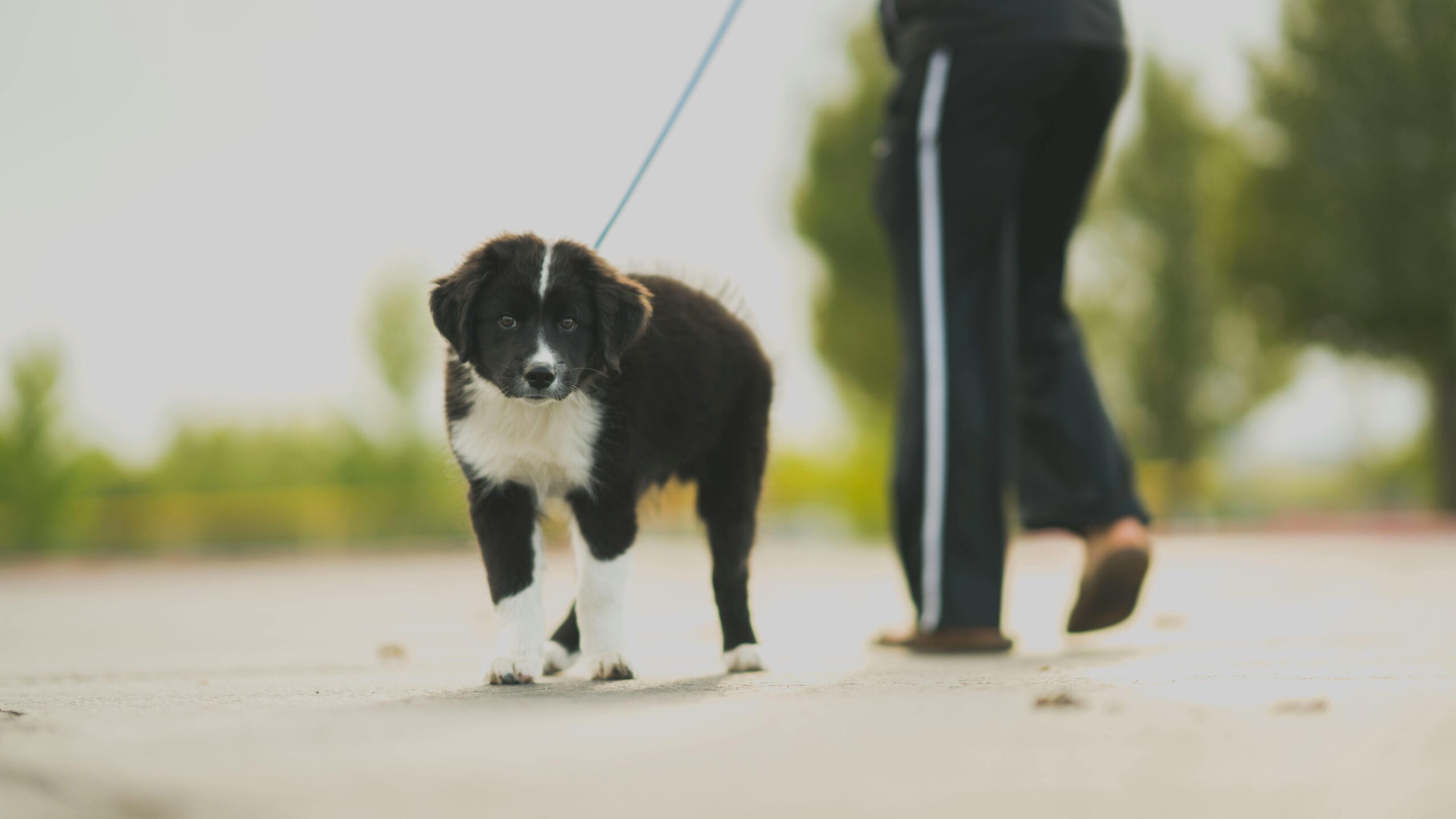 dog being walked on a leash