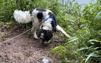 Should You Walk Your Dog in the Heat? Summer Safety Tips for Virginia Pups