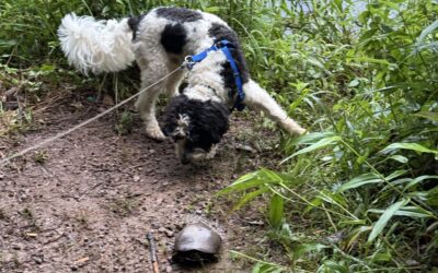 Should You Walk Your Dog in the Heat? Summer Safety Tips for Virginia Pups
