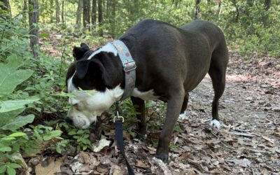 Group Walks vs. Solo Adventures: What’s Best for Your Dog?