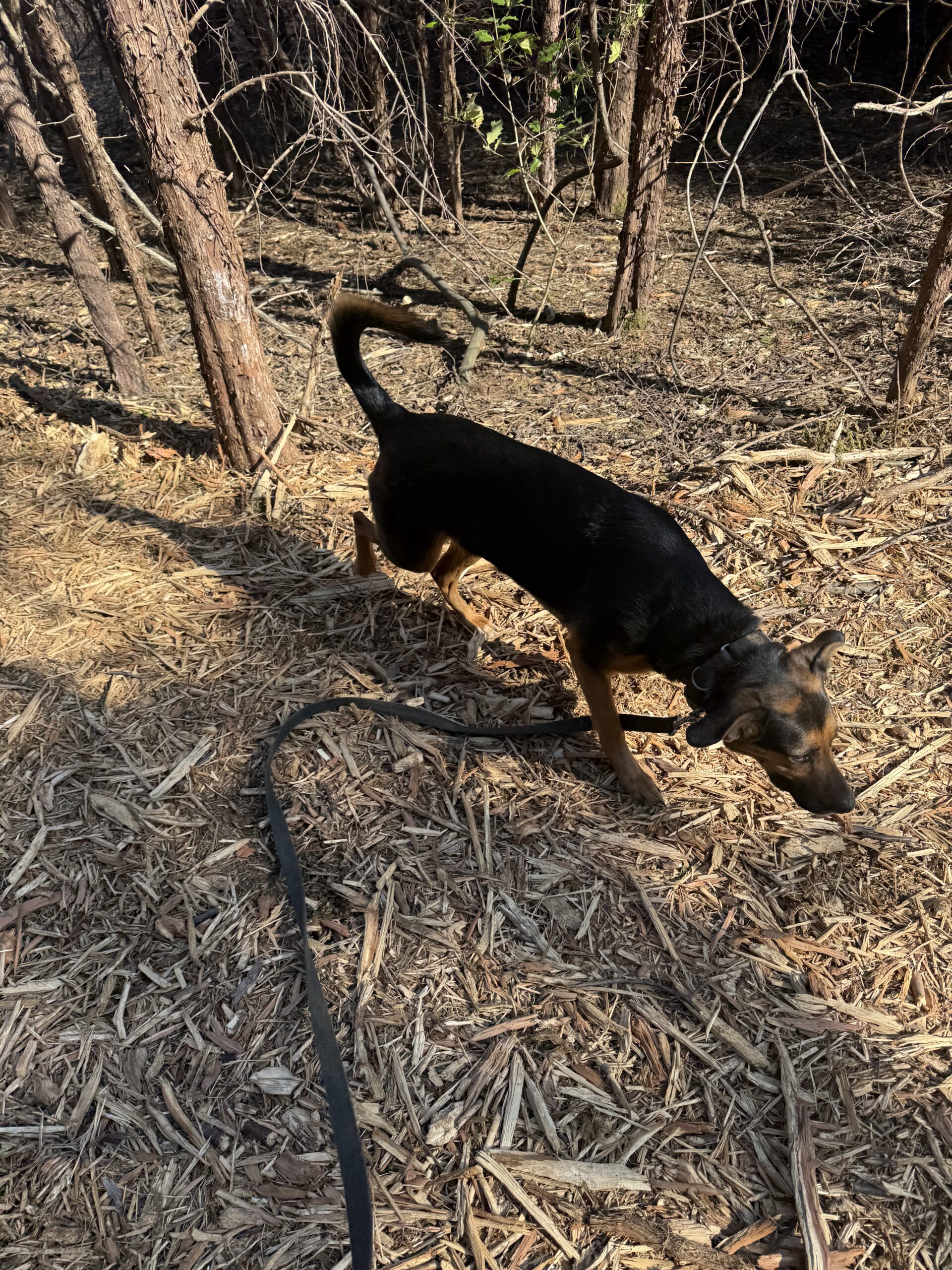 Yes, I Walk Reactive Dogs: What That Actually Looks Like